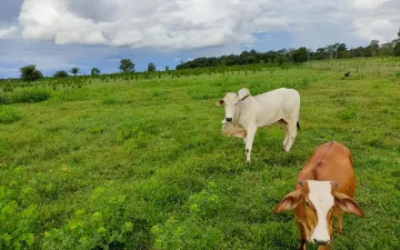 imagem 3 - Fazenda Mato Grosso imagem 3 - Fazenda Mato Grosso