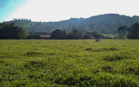 imagem 4 - Fazenda com 147 Alqueires - Passos/MG imagem 4 - Fazenda com 147 Alqueires - Passos/MG