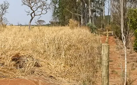 imagem 3 - Sítio em Prata MG imagem 3 - Sítio em Prata MG