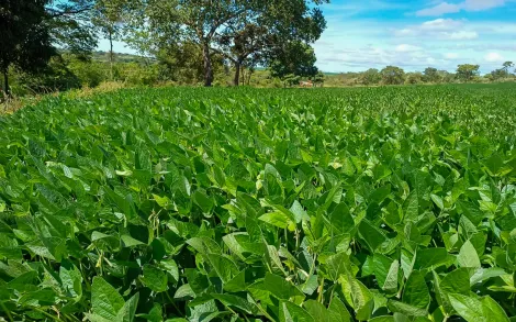 imagem 5 - Fazenda com 36 Alqueires Mineiro - Monte Alegre/MG imagem 5 - Fazenda com 36 Alqueires Mineiro - Monte Alegre/MG