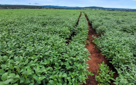 imagem 3 - Fazenda com 52 Alqueires Mineiro - Prata/MG imagem 3 - Fazenda com 52 Alqueires Mineiro - Prata/MG