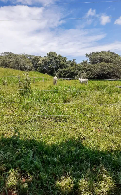 Fazenda com 33 Hectares - Catalão/GO