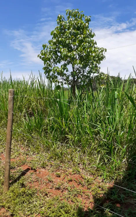 Fazenda com 33 Hectares - Catalão/GO