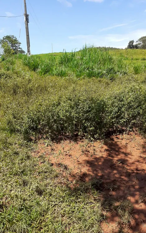 imagem 5 - Fazenda com 33 Hectares - Catalão/GO imagem 5 - Fazenda com 33 Hectares - Catalão/GO