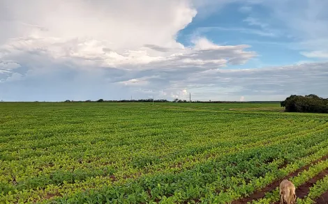 imagem 2 - Fazenda em Luizlândia MG imagem 2 - Fazenda em Luizlândia MG