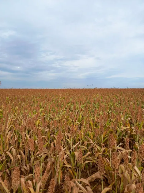 imagem 1 - Fazenda com 43,50 alq. - Área Rural, Perdizes/MG imagem 1 - Fazenda com 43,50 alq. - Área Rural, Perdizes/MG