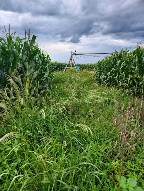 imagem 3 - Fazenda com 43,50 alq. - Área Rural, Perdizes/MG imagem 3 - Fazenda com 43,50 alq. - Área Rural, Perdizes/MG