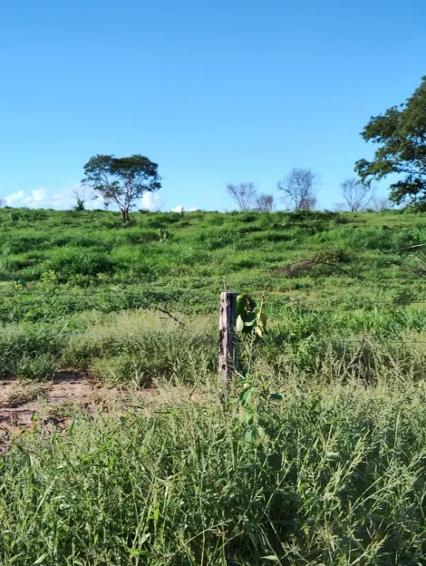 imagem 1 - Fazenda com 836 alq. Área Rural, Jaiba/MG imagem 1 - Fazenda com 836 alq. Área Rural, Jaiba/MG