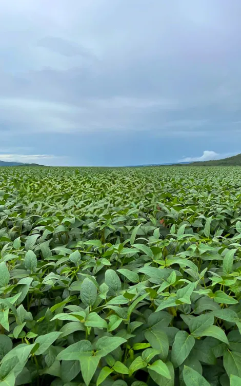imagem 5 - Fazenda com 92,35 Alqueires Mineiro - Arinos/MG imagem 5 - Fazenda com 92,35 Alqueires Mineiro - Arinos/MG