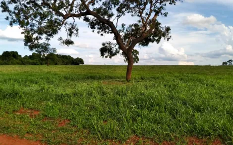 imagem 1 - Fazenda Campina Verde MG imagem 1 - Fazenda Campina Verde MG