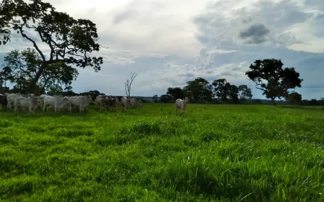 imagem 4 - Fazenda Campina Verde MG imagem 4 - Fazenda Campina Verde MG