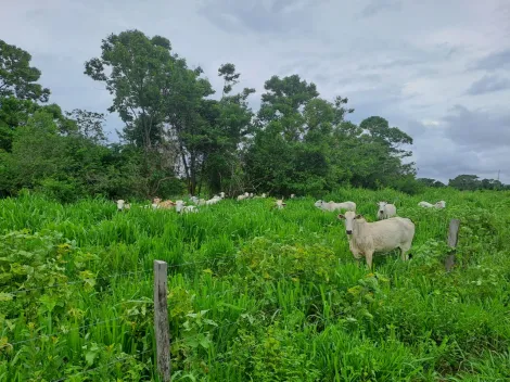 imagem 3 - Oportunidade - Fazenda região de Riachinho MG imagem 3 - Oportunidade - Fazenda região de Riachinho MG