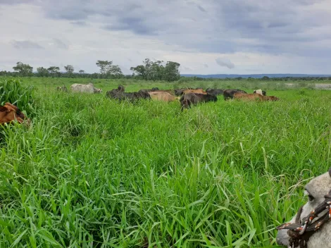 imagem 4 - Oportunidade - Fazenda região de Riachinho MG imagem 4 - Oportunidade - Fazenda região de Riachinho MG