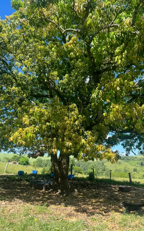 imagem 4 - Sítio rural à venda2,35 ALQUEIRES PAULISTA - Santana Urucaia - CORUMBATAÍ/SP imagem 4 - Sítio rural à venda2,35 ALQUEIRES PAULISTA - Santana Urucaia - CORUMBATAÍ/SP